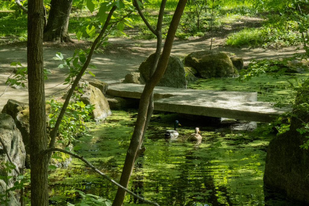 帯広神社の池で泳ぐカモ